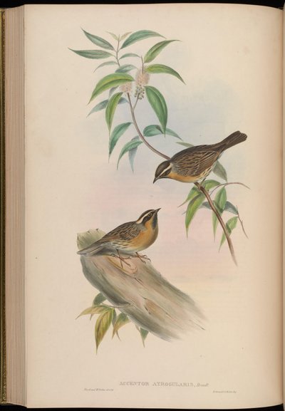 Accentor Atrogularis = Prunella Atrogularis by John Gould